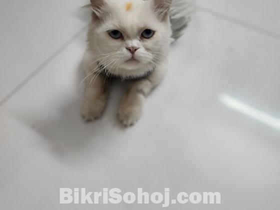 Persian cat